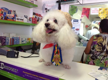 Cuidados com os Pet's nas festas juninas